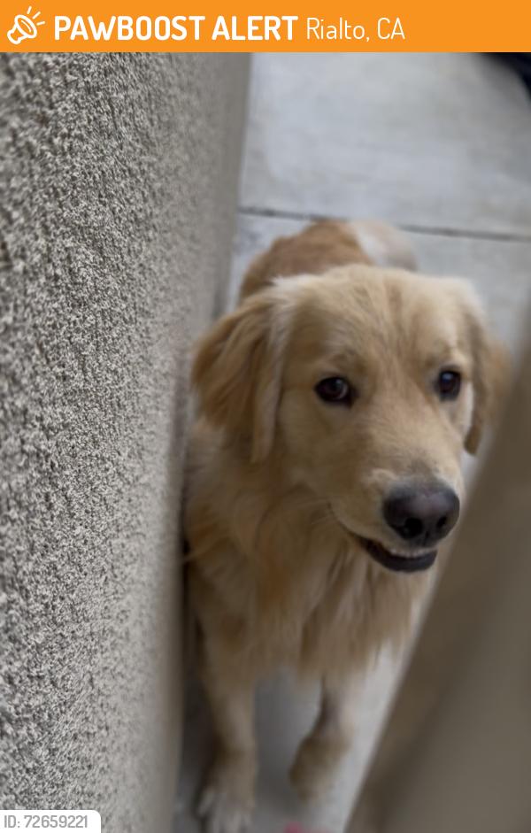 Found/Stray Unknown Dog last seen Baseline, Rialto, CA 92376