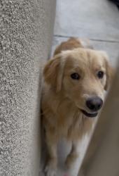 Found/Stray Unknown Dog last seen Baseline, Rialto, CA 92376