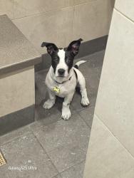 Lost Male Dog last seen I-20E, near Lake MS, Lake, MS 39092