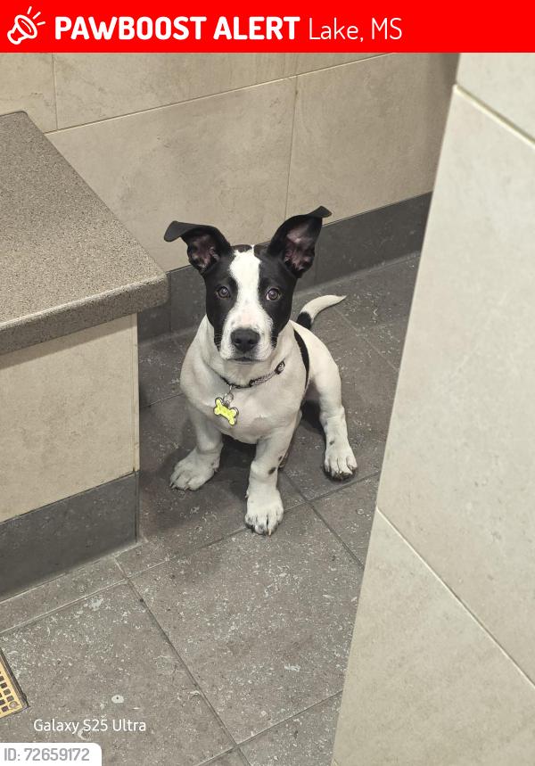 Lost Male Dog last seen I-20E, near Lake MS, Lake, MS 39092
