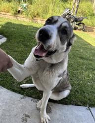 Found/Stray Female Dog last seen Butterfield & Pine CHINO HILLS CA, Chino Hills, CA 91709