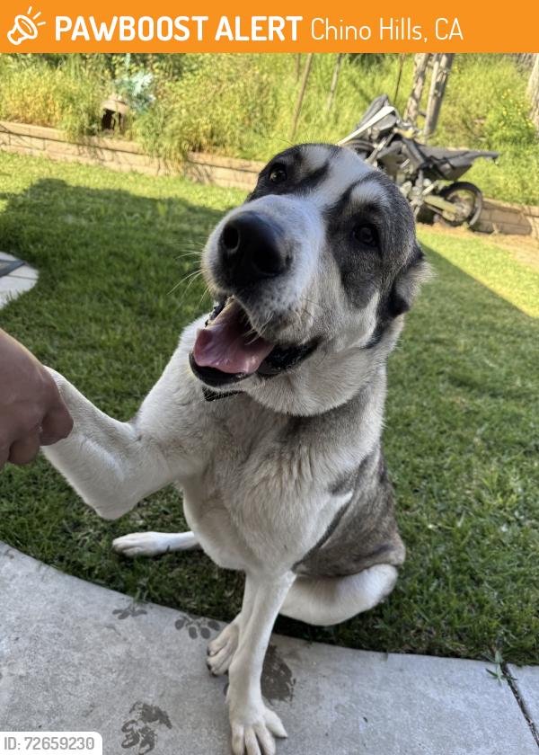 Found/Stray Female Dog last seen Butterfield & Pine CHINO HILLS CA, Chino Hills, CA 91709