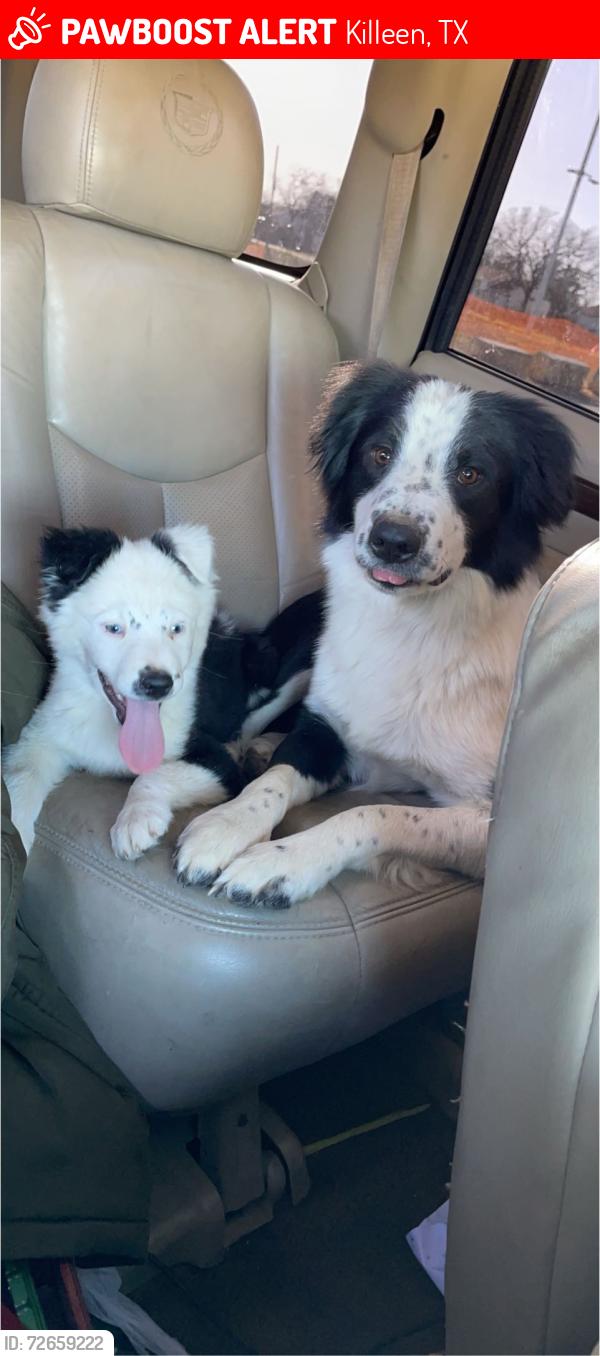 Lost Male Dog last seen Robinette and elms, Killeen, TX 76549
