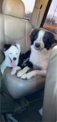 Lost Male Dog last seen Robinette and elms, Killeen, TX 76549