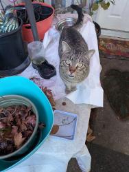 Lost Male Cat last seen State Street, Greet Street, Gold Street and Rose Quartz Rd Columbia Ca, Columbia, CA 95310