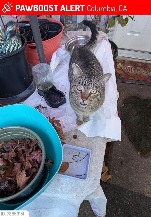 Lost Male Cat last seen State Street, Greet Street, Gold Street and Rose Quartz Rd Columbia Ca, Columbia, CA 95310