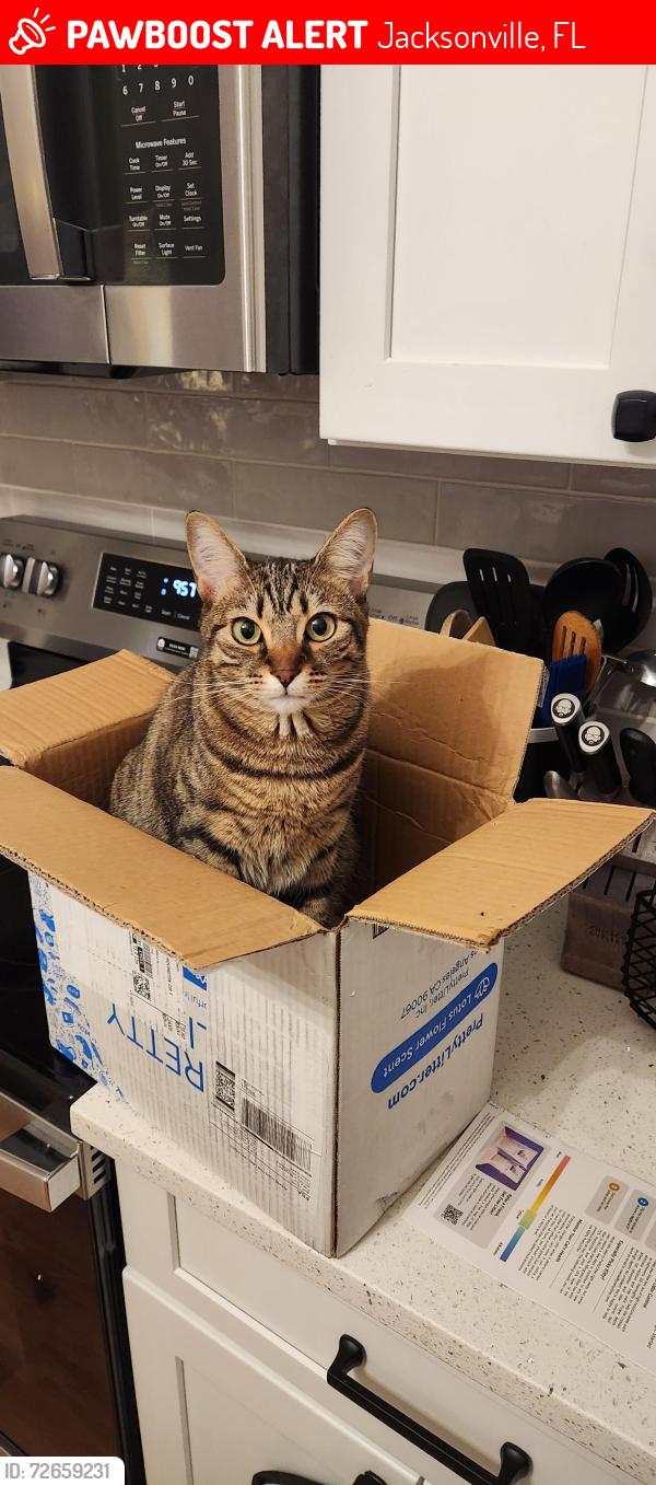 Lost Female Cat last seen Hovington Circle East in Kensington Neighboorhood, Jacksonville, FL 32246