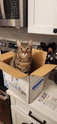 Lost Female Cat last seen Hovington Circle East in Kensington Neighboorhood, Jacksonville, FL 32246