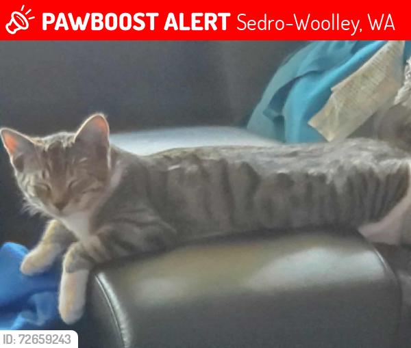 Lost Female Cat last seen Brickyard, Sedro-Woolley, WA 98284