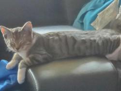 Lost Female Cat last seen Brickyard, Sedro-Woolley, WA 98284