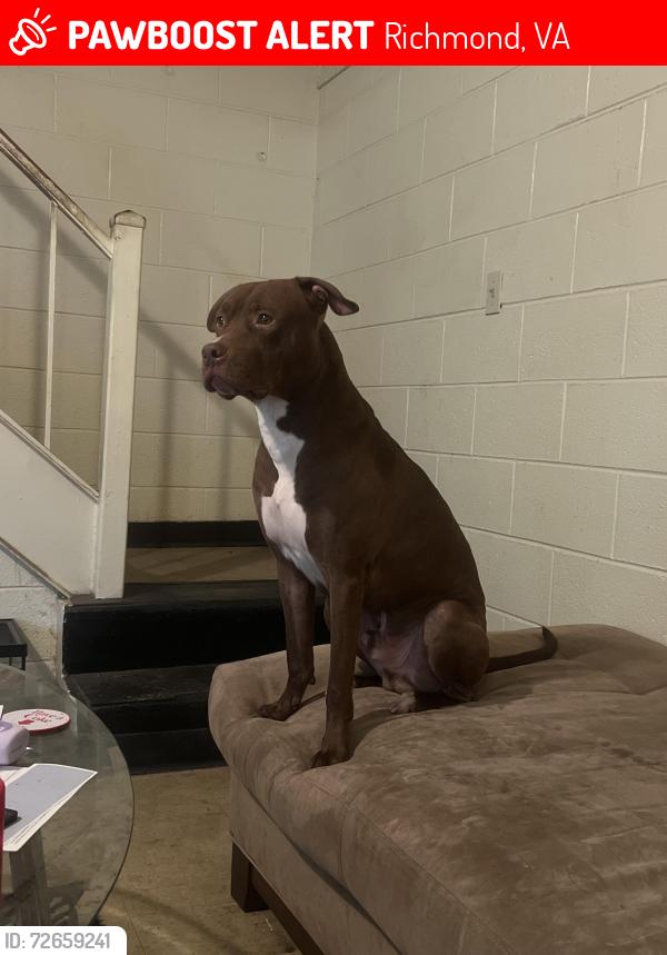 Lost Male Dog last seen Warwick rd &hopkins rd, Richmond, VA 23234