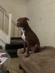 Lost Male Dog last seen Warwick rd &hopkins rd, Richmond, VA 23234