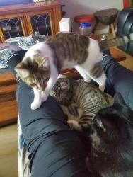 Lost Male Cat last seen Brickyard, Sedro-Woolley, WA 98284