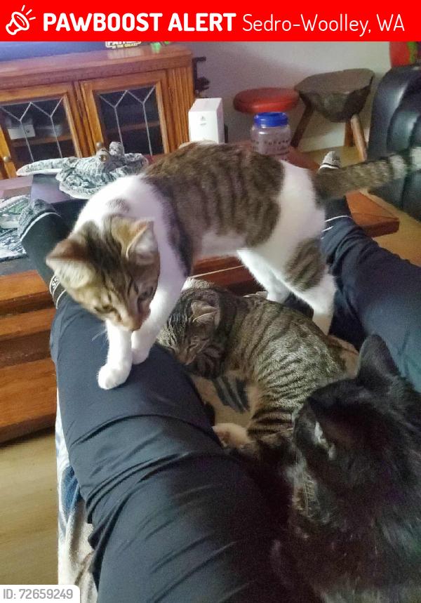 Lost Male Cat last seen Brickyard, Sedro-Woolley, WA 98284