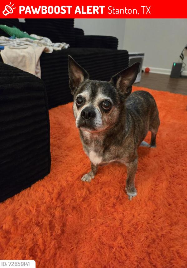 Lost Male Dog last seen Intersection of 3113 and C3201, Stanton, TX 79782