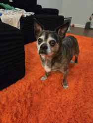 Lost Male Dog last seen Intersection of 3113 and C3201, Stanton, TX 79782