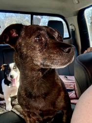 Lost Female Dog last seen Water tower, DeFuniak Springs, FL 32433
