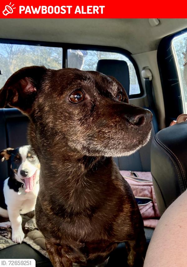 Lost Female Dog last seen Water tower, DeFuniak Springs, FL 32433
