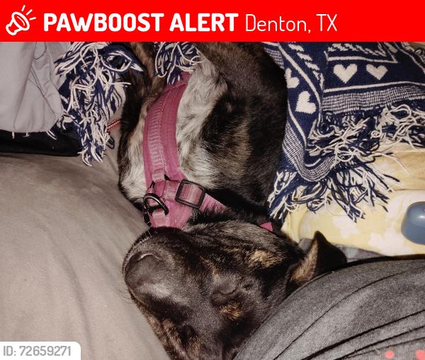 Lost Female Dog last seen Aldi denton tx, Denton, TX 76205