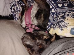 Lost Female Dog last seen Aldi denton tx, Denton, TX 76205