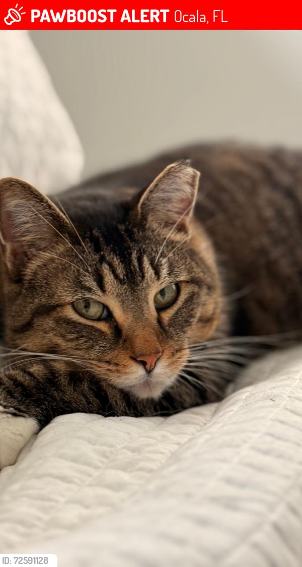 Lost Male Cat last seen 100th avenue x 7th lane , Ocala, FL 34482