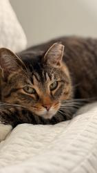 Lost Male Cat last seen 100th avenue x 7th lane , Ocala, FL 34482