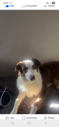 Lost Male Dog last seen Rolfe Road between Hawley and Kelly road.  , Leslie Township, MI 49251
