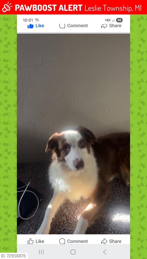 Lost Male Dog last seen Rolfe Road between Hawley and Kelly road.  , Leslie Township, MI 49251