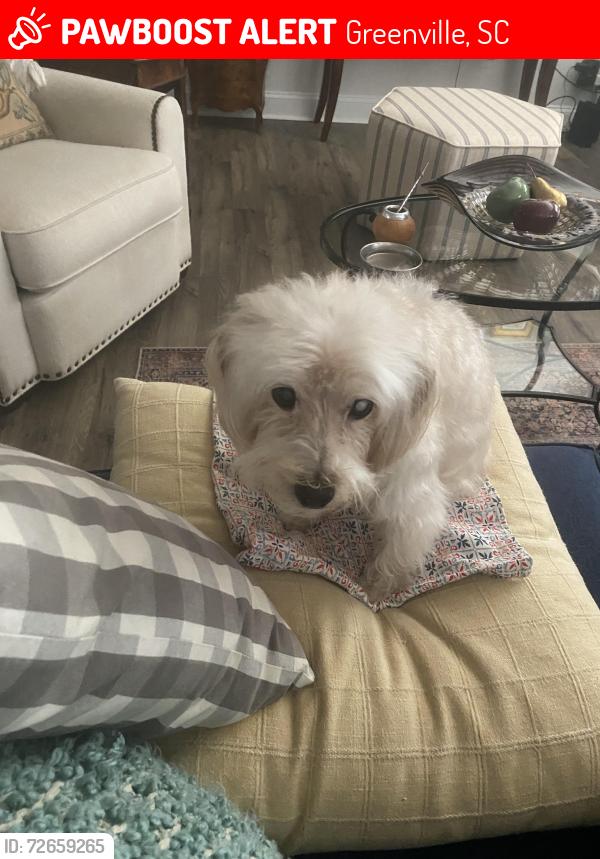 Lost Male Dog last seen Patton and Halsey (or hulsey), Greenville, SC 29605