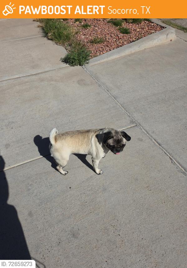 Found/Stray Female Dog last seen Near walmart, Socorro, TX 79928