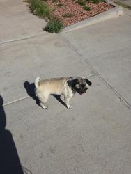 Found/Stray Female Dog last seen Near walmart, Socorro, TX 79928