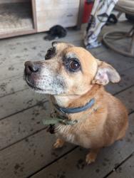 Lost Female Dog last seen Whitney Avenue & Fairground Dr, Vanessa St and Borges Ln, Vallejo, CA 94589