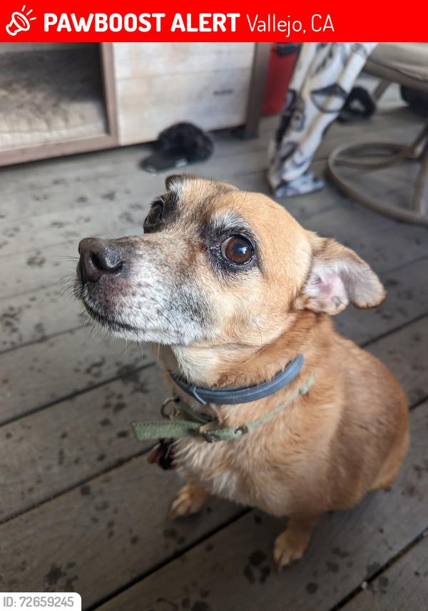 Lost Female Dog last seen Whitney Avenue & Fairground Dr, Vanessa St and Borges Ln, Vallejo, CA 94589