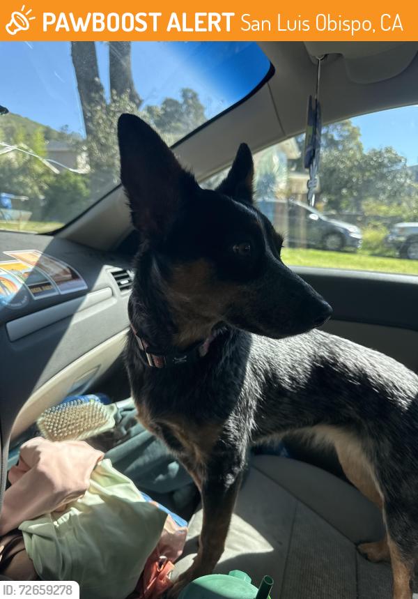 Found/Stray Unknown Dog last seen Near cal poly on grand , San Luis Obispo, CA 93405