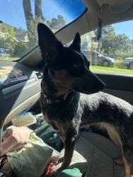 Found/Stray Unknown Dog last seen Near cal poly on grand , San Luis Obispo, CA 93405