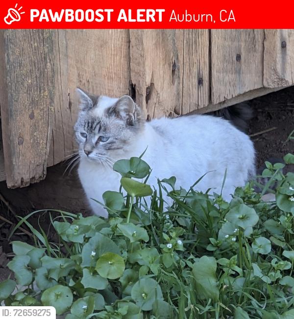 Lost Female Cat last seen Princeton Dr/Radcliffe Way, Auburn, CA 95603
