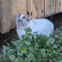 Lost Female Cat last seen Princeton Dr/Radcliffe Way, Auburn, CA 95603