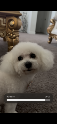 Lost Female Dog last seen Presley park dr, The Woodlands, TX 77386