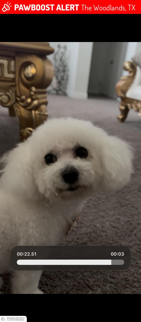 Lost Female Dog last seen Presley park dr, The Woodlands, TX 77386