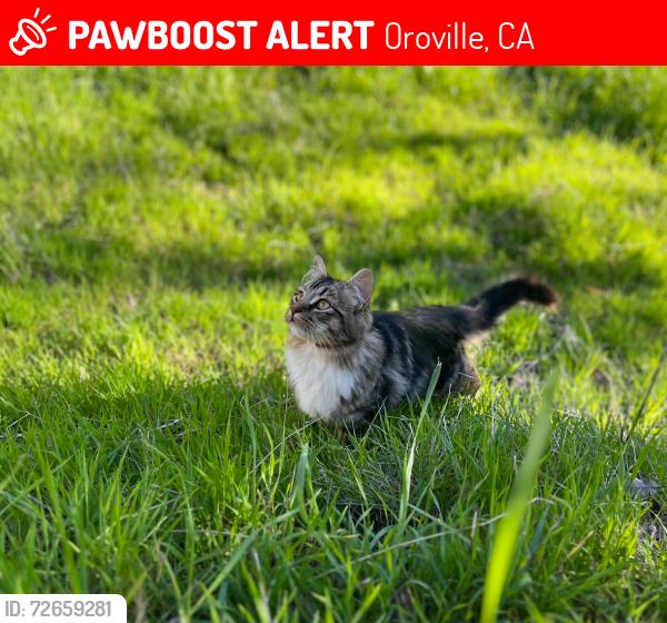 Lost Female Cat last seen Rich gulch/ Hidden mine rd, Oroville, CA 95965