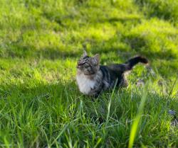 Lost Female Cat last seen Rich gulch/ Hidden mine rd, Oroville, CA 95965