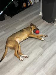 Lost Male Dog last seen Ouachita Ave, Baton Rouge, LA 70818