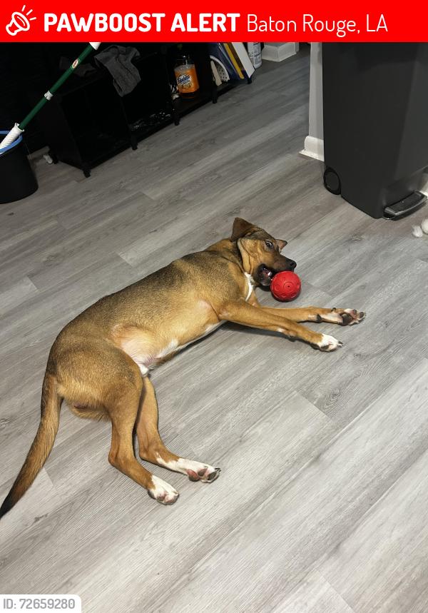 Lost Male Dog last seen Ouachita Ave, Baton Rouge, LA 70818