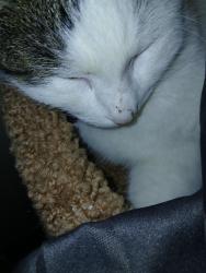 Lost Male Cat last seen N 5th St and Broadway across from the Federal courthouse in Muskogee or on 7th St near the Okmulgee County District courthouse, Muskogee, OK 74401