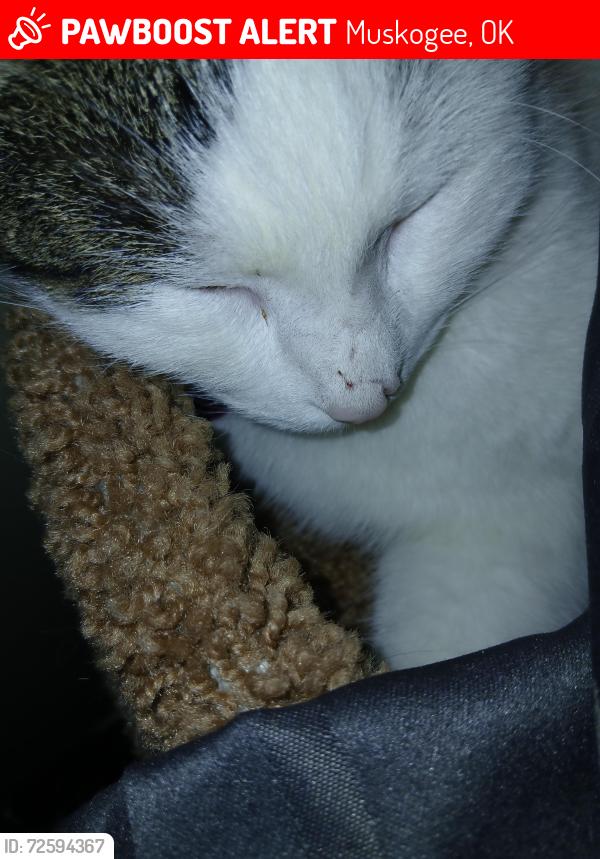 Lost Male Cat last seen N 5th St and Broadway across from the Federal courthouse in Muskogee or on 7th St near the Okmulgee County District courthouse, Muskogee, OK 74401