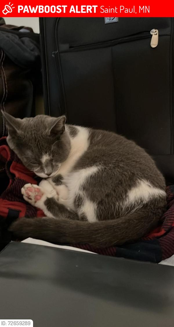 Lost Female Cat last seen McLean, East Target, Saint Paul, MN 55106