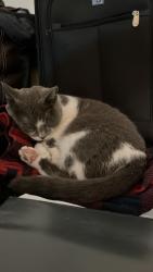 Lost Female Cat last seen McLean, East Target, Saint Paul, MN 55106