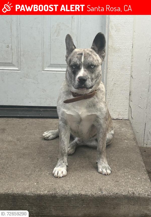 Lost Male Dog last seen Left around 8 am last seen near Hearn park, Santa Rosa, CA 95407