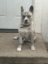Lost Male Dog last seen Left around 8 am last seen near Hearn park, Santa Rosa, CA 95407
