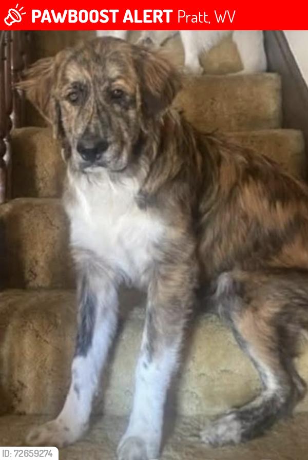 Lost Male Dog last seen Washington Ave / Ferry street, Pratt, WV 25162